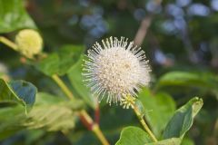 Buttonbush, Cephalanthus Occidentalis