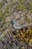 Cactus Wren, Campylorhynchus brunneicapillus