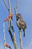 Cactus Wren, Campylorhynchus brunneicapillus