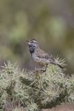 Cactus Wren, Campylorhynchus brunneicapillus