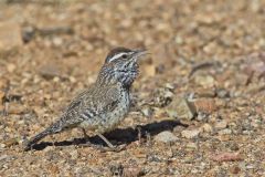 Cactus Wren, Campylorhynchus brunneicapillus