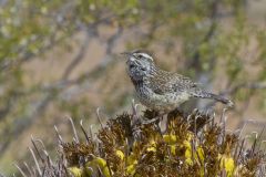 Cactus Wren, Campylorhynchus brunneicapillus