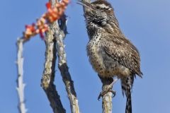 Cactus Wren, Campylorhynchus brunneicapillus
