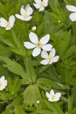 Canada Anemone, Anemone Canadensis