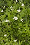 Canada Anemone, Anemone Canadensis