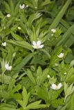Canada Anemone, Anemone Canadensis
