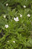 Canada Anemone, Anemone Canadensis