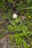 Canada Anemone, Anemone Canadensis