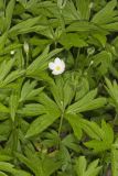 Canada Anemone, Anemone Canadensis