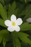 Canada Anemone, Anemone Canadensis