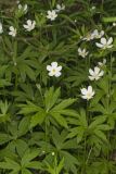 Canada Anemone, Anemone Canadensis