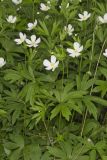 Canada Anemone, Anemone Canadensis