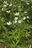 Canada Anemone, Anemone Canadensis