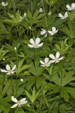 Canada Anemone, Anemone Canadensis