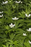 Canada Anemone, Anemone Canadensis
