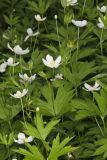Canada Anemone, Anemone Canadensis