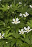 Canada Anemone, Anemone Canadensis