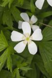 Canada Anemone, Anemone Canadensis