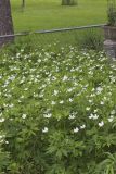 Canada Anemone, Anemone Canadensis