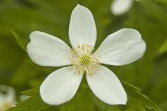 Canada Anemone, Anemone Canadensis