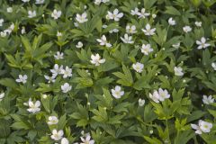 Canada Anemone, Anemone Canadensis