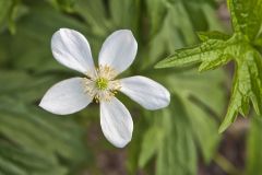Canada Anemone, Anemone Canadensis