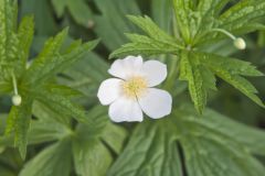 Canada Anemone, Anemone Canadensis