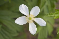 Canada Anemone, Anemone Canadensis