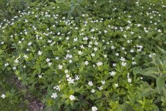 Canada Anemone, Anemone Canadensis