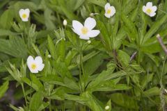 Canada Anemone, Anemone Canadensis