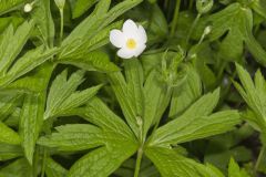 Canada Anemone, Anemone Canadensis