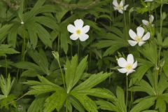 Canada Anemone, Anemone Canadensis