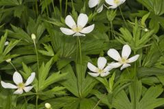 Canada Anemone, Anemone Canadensis