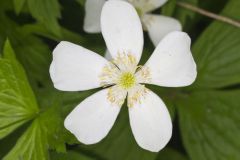 Canada Anemone, Anemone Canadensis