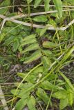 Canada Burnet, Sanguisorba canadensis