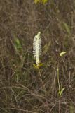 Canada Burnet, Sanguisorba canadensis