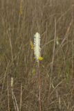 Canada Burnet, Sanguisorba canadensis
