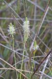 Canada Burnet, Sanguisorba canadensis