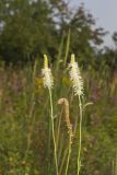 Canada Burnet, Sanguisorba canadensis
