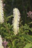 Canada Burnet, Sanguisorba canadensis