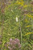 Canada Burnet, Sanguisorba canadensis