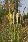 Canada Burnet, Sanguisorba canadensis