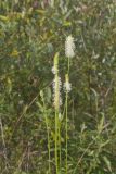 Canada Burnet, Sanguisorba canadensis