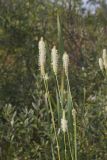 Canada Burnet, Sanguisorba canadensis