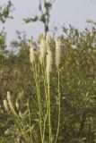 Canada Burnet, Sanguisorba canadensis