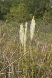 Canada Burnet, Sanguisorba canadensis