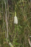 Canada Burnet, Sanguisorba canadensis