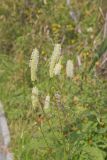 Canada Burnet, Sanguisorba canadensis