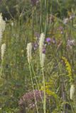 Canada Burnet, Sanguisorba canadensis