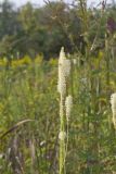 Canada Burnet, Sanguisorba canadensis